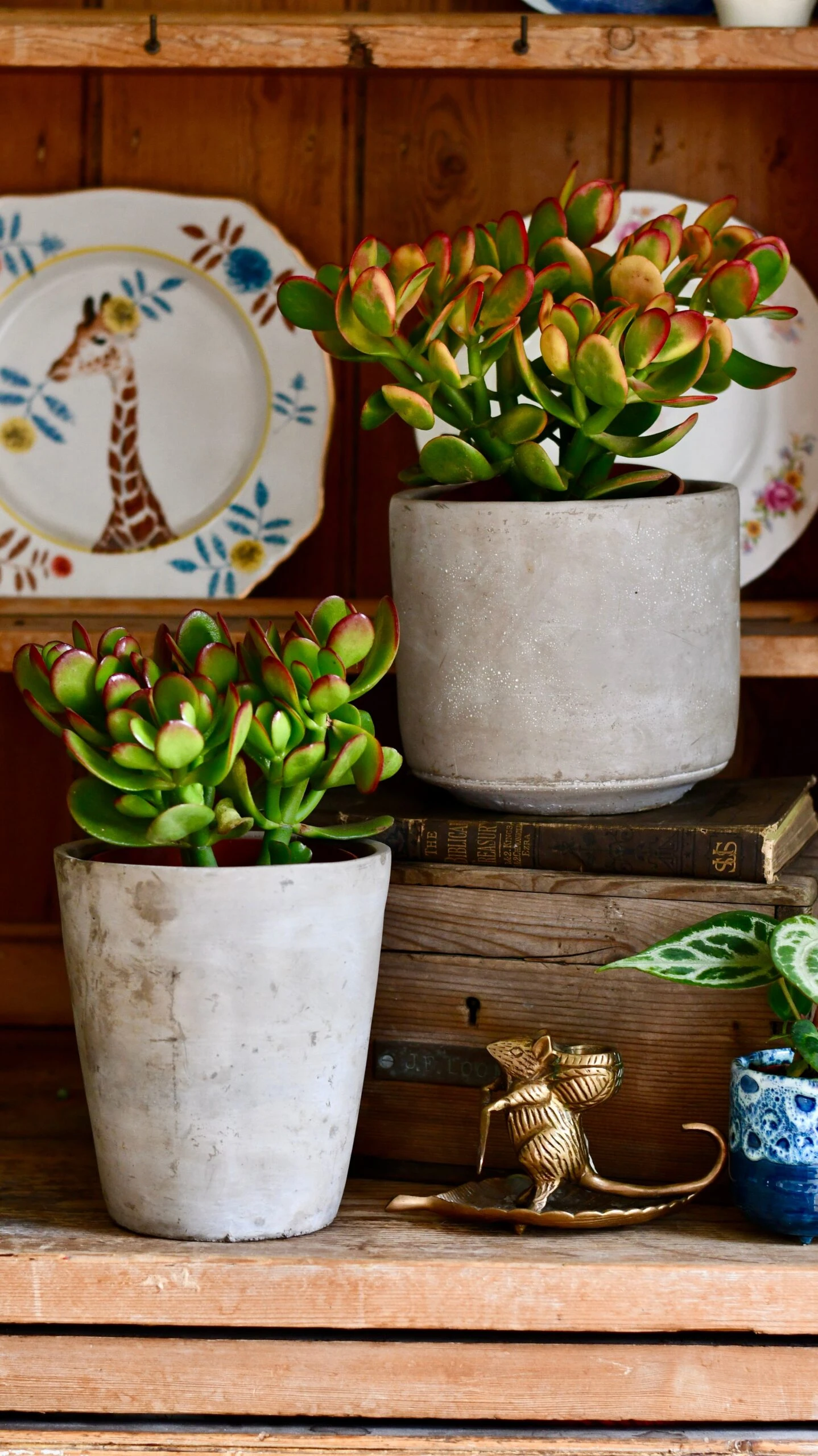 Small Crassula Ovata Sunset | Variegated Jade Plant 1 Small Crassula Ovata Sunset | Variegated Jade Plant