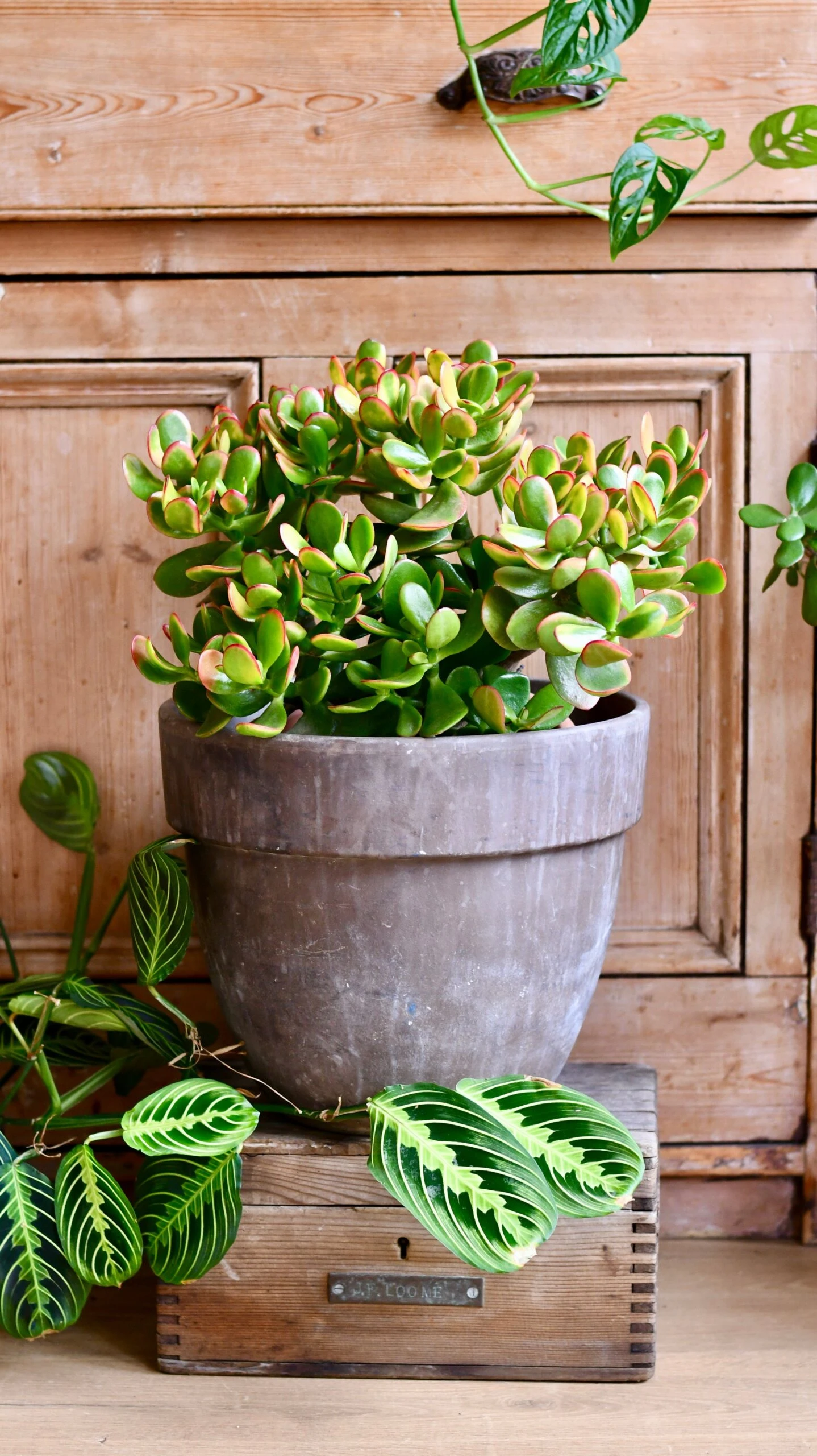 Large Crassula Ovata Sunset | Variegated Jade Plant 1 Large Crassula Ovata Sunset | Variegated Jade Plant