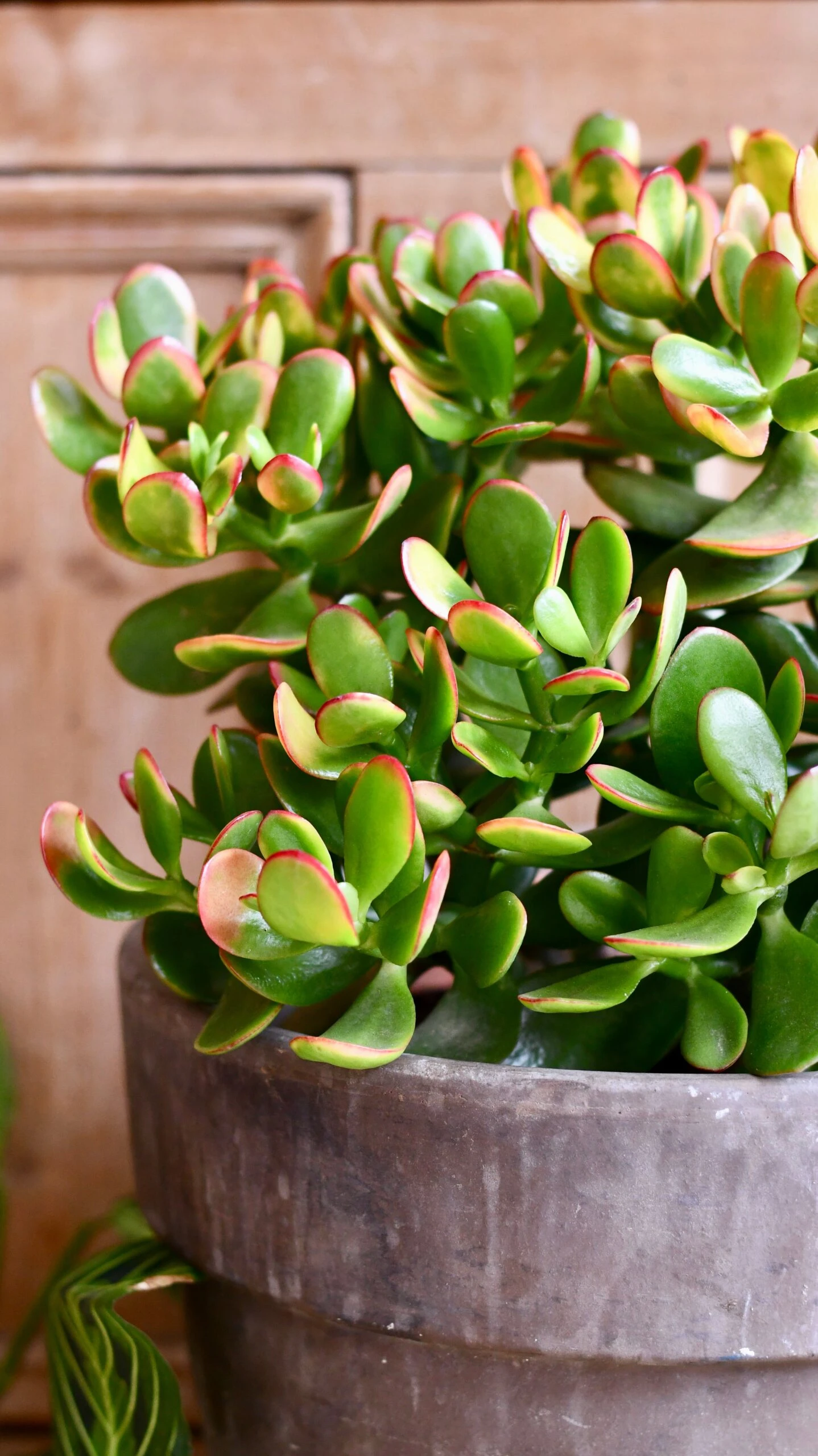 Large Crassula Ovata Sunset | Variegated Jade Plant 3 Large Crassula Ovata Sunset | Variegated Jade Plant - Image 3