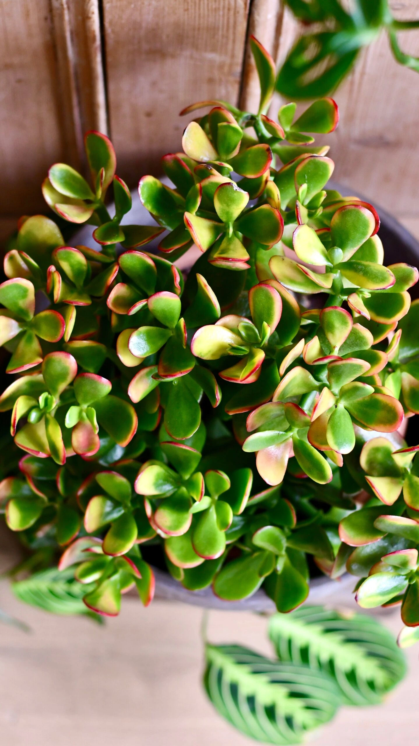 Large Crassula Ovata Sunset | Variegated Jade Plant 2 Large Crassula Ovata Sunset | Variegated Jade Plant - Image 2