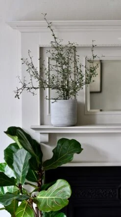 Corokia Cotoneaster Or Wire Netting Bush Bonsai -Plant Sale Store DSC 0519