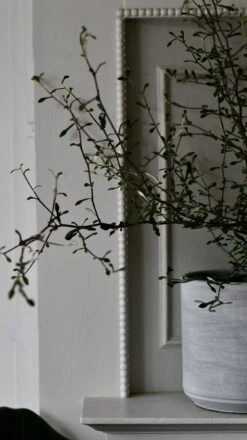 Corokia Cotoneaster Or Wire Netting Bush Bonsai -Plant Sale Store DSC 0523