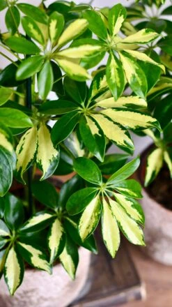 Small Umbrella Tree | Schefflera Gold Capella -Plant Sale Store DSC 0611