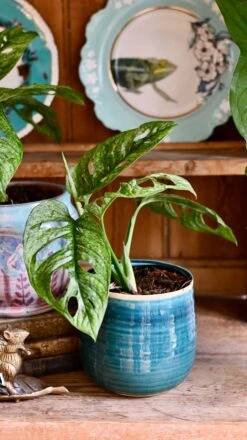 Monstera Adansonii Mint | Adanson's Monstera Mint | Swiss Cheese Plant Mint