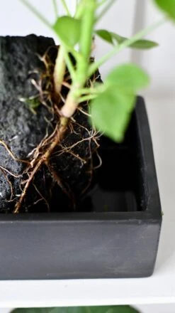 Schefflera On Lava Rock | Schefflera Bonsai Tree -Plant Sale Store DSC 1044