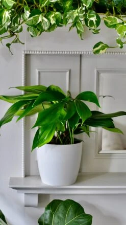 Epipremnum Pinnatum (Dragon Tail Plant) -Plant Sale Store DSC 1319