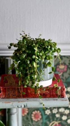 String Of Turtles (Peperomia Prostrata, Turtles On A String) 8 String Of Turtles (Peperomia Prostrata, Turtles On A String) -Plant Sale Store DSC 1323