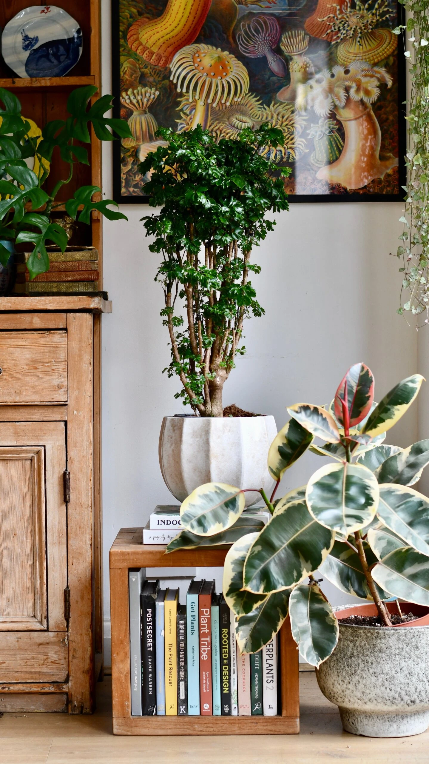 Polyscias Roble, Aralia Roble 9 Polyscias Roble, Aralia Roble - Image 9