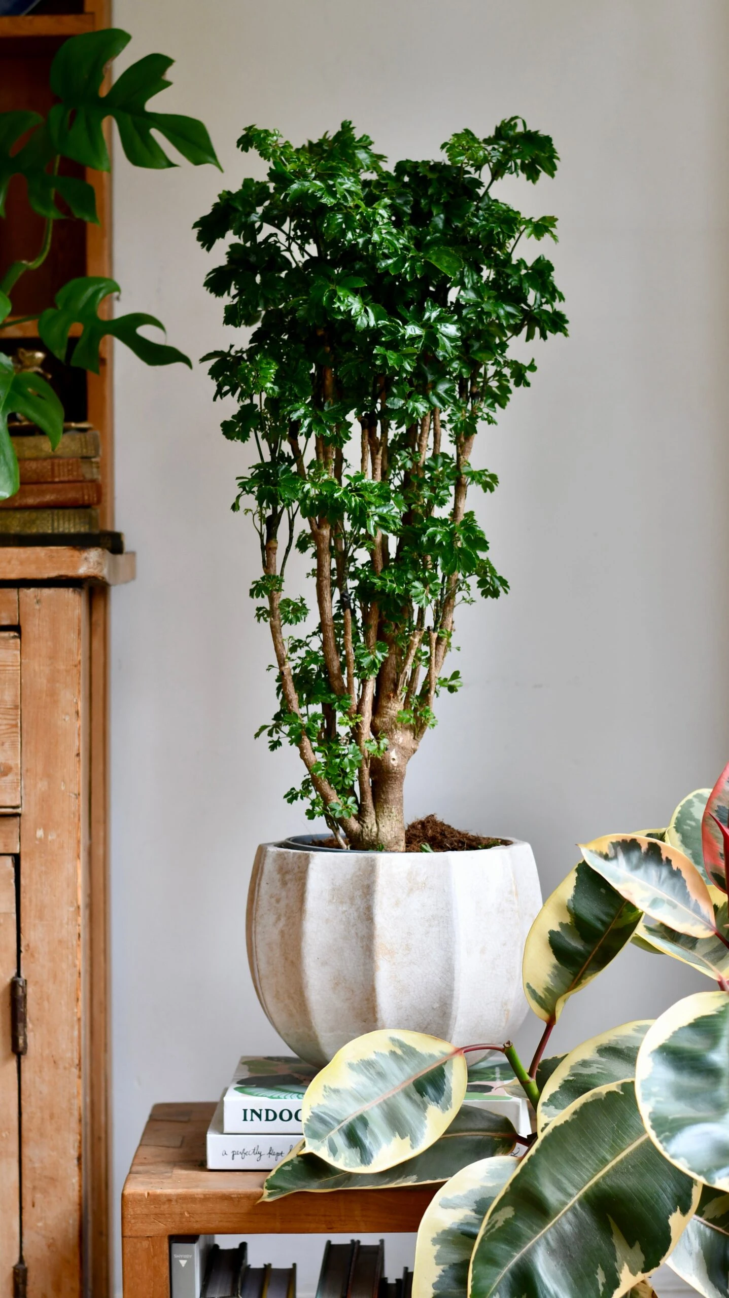 Polyscias Roble, Aralia Roble 8 Polyscias Roble, Aralia Roble - Image 8