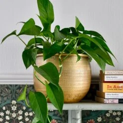 Tembesi Etched Planter 18cm Brass 8 Tembesi Etched Planter 18cm Brass -Plant Sale Store DSC 1572