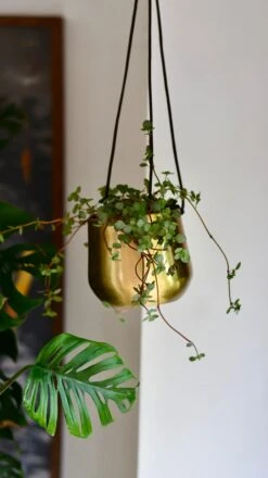 Atsu Brass Hanging Planter 10cm Wide -Plant Sale Store DSC 1575 9f32547a 3d4d 4999 af3c a3d41df06f8f