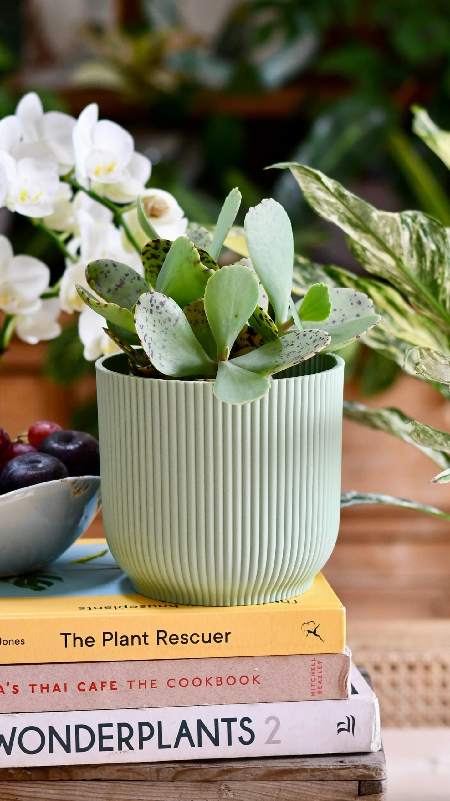 Kalanchoe Marmorata ‘Tiger' 1 Kalanchoe Marmorata ‘Tiger'