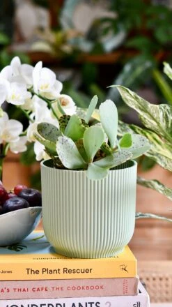 Kalanchoe Marmorata ‘Tiger' 11 Kalanchoe Marmorata ‘Tiger' -Plant Sale Store DSC 1624