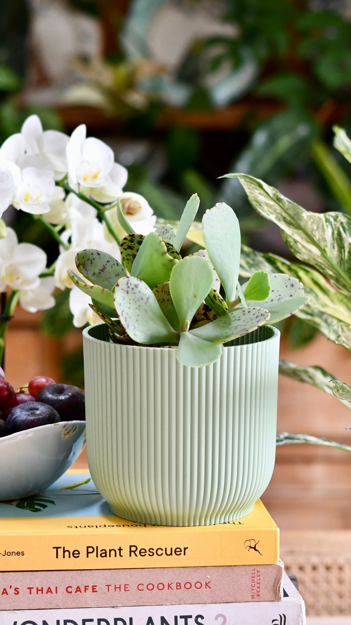 Kalanchoe Marmorata ‘Tiger' 6 Kalanchoe Marmorata ‘Tiger' - Image 6