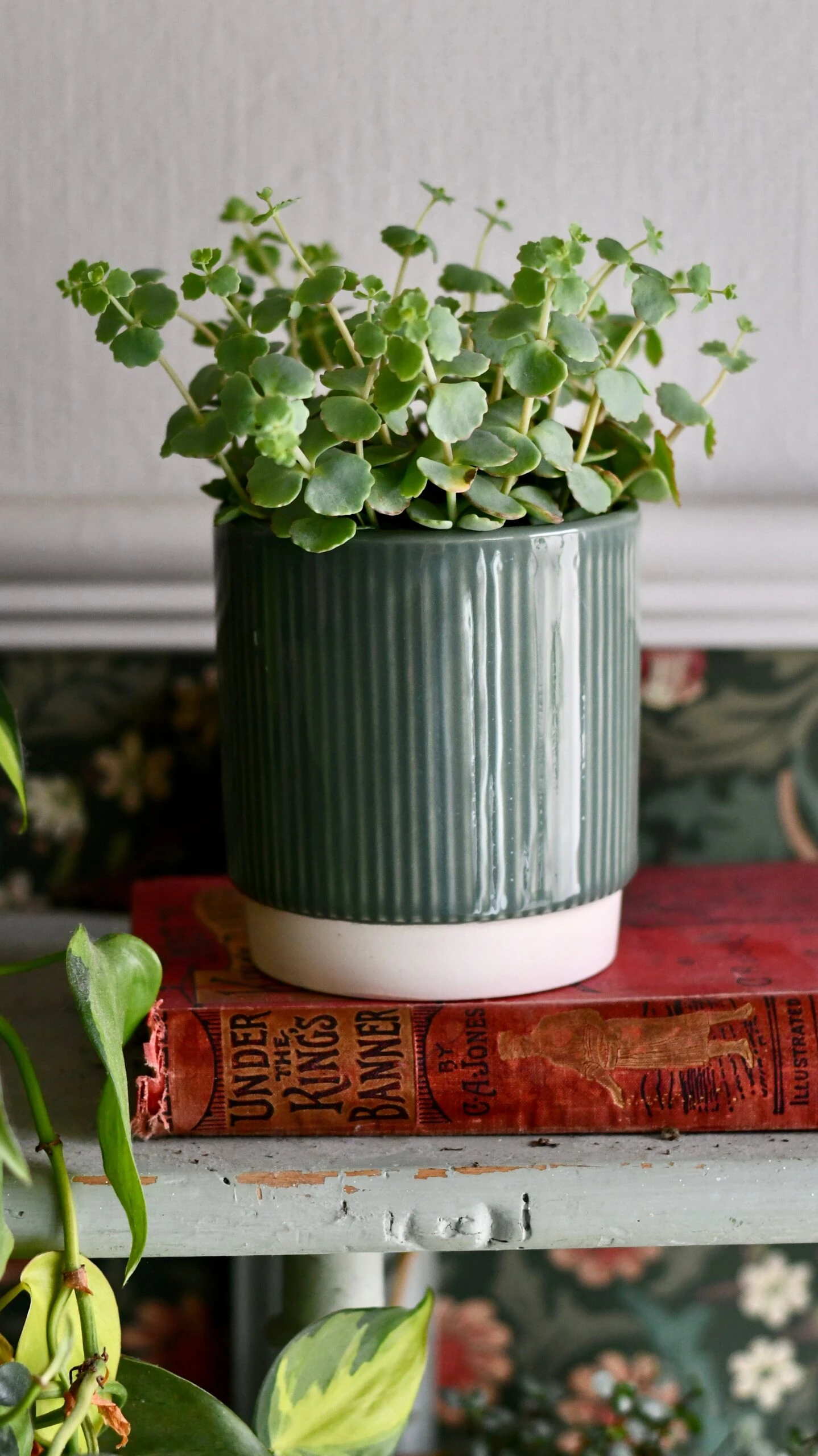 Hylotelephium Sieboldii (Sedum Sieboldii, October Daphne) 1 Hylotelephium Sieboldii (Sedum Sieboldii, October Daphne)