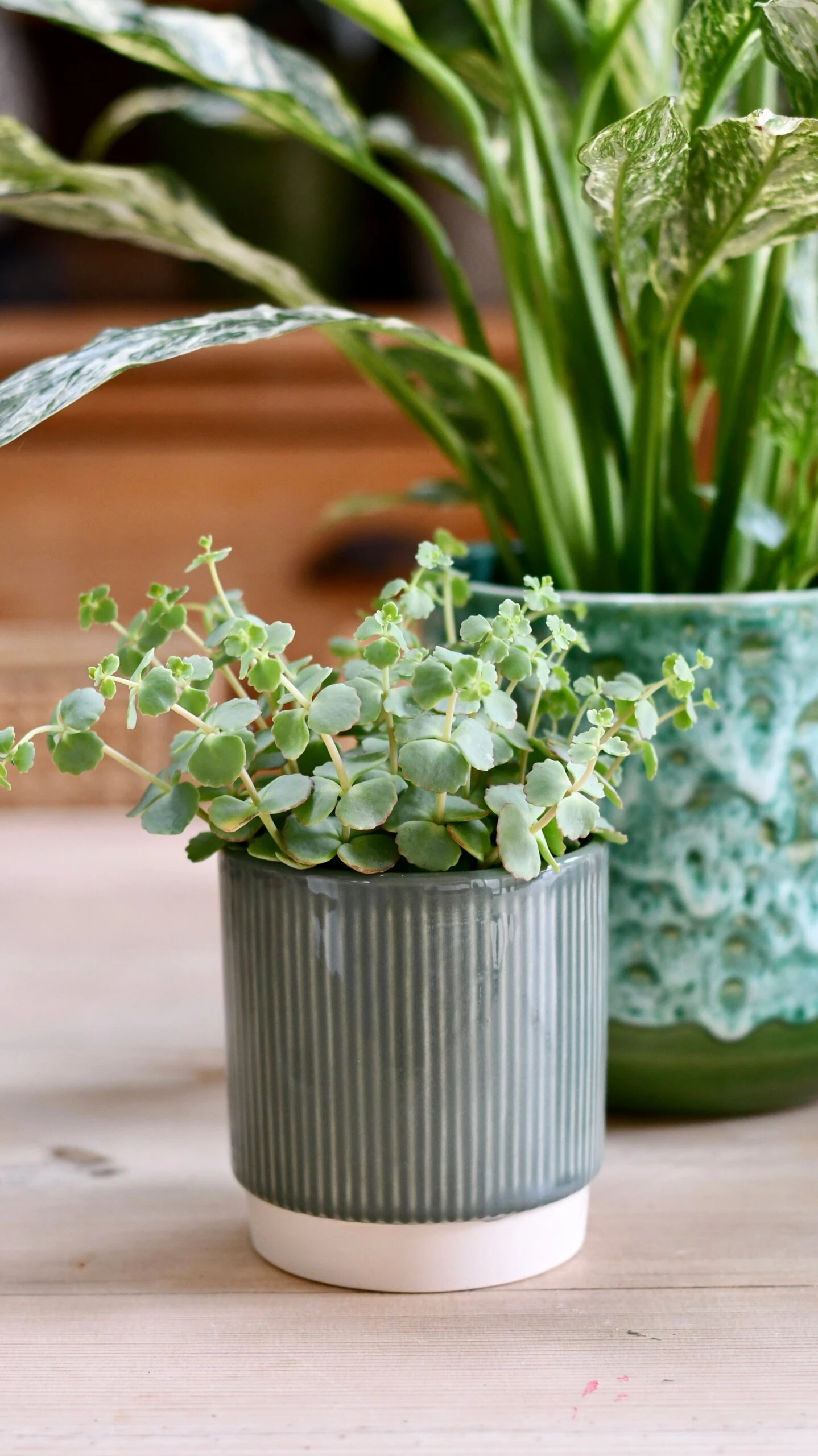 Hylotelephium Sieboldii (Sedum Sieboldii, October Daphne) 2 Hylotelephium Sieboldii (Sedum Sieboldii, October Daphne) - Image 2