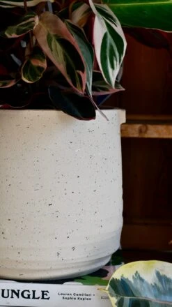 Oat Stoneware Handle Planter (21cm Pot) 10 Oat Stoneware Handle Planter (21cm Pot) -Plant Sale Store DSC 1703 0f4381d1 3e99 49dd 963a 4e530453a458