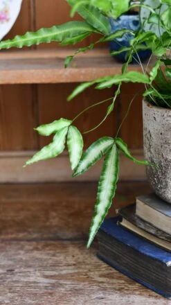 Pteris Cretica 'Albolineata', Silver Ribbon Fern -Plant Sale Store DSC 1734
