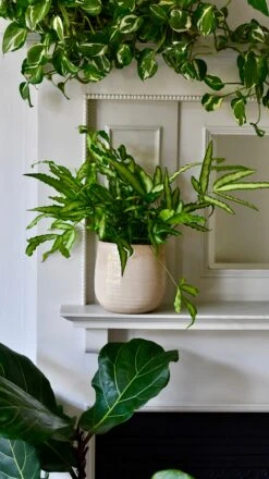 Pteris Cretica 'Albolineata', Silver Ribbon Fern