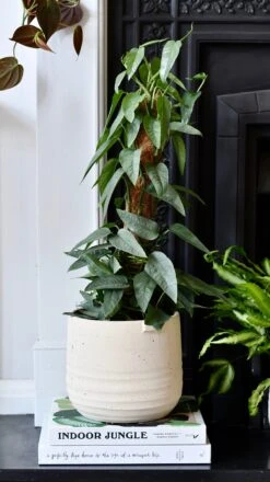 Cebu Blue On Moss Pole (Cebu Blue Pothos, Epipremnum Pinnatum)