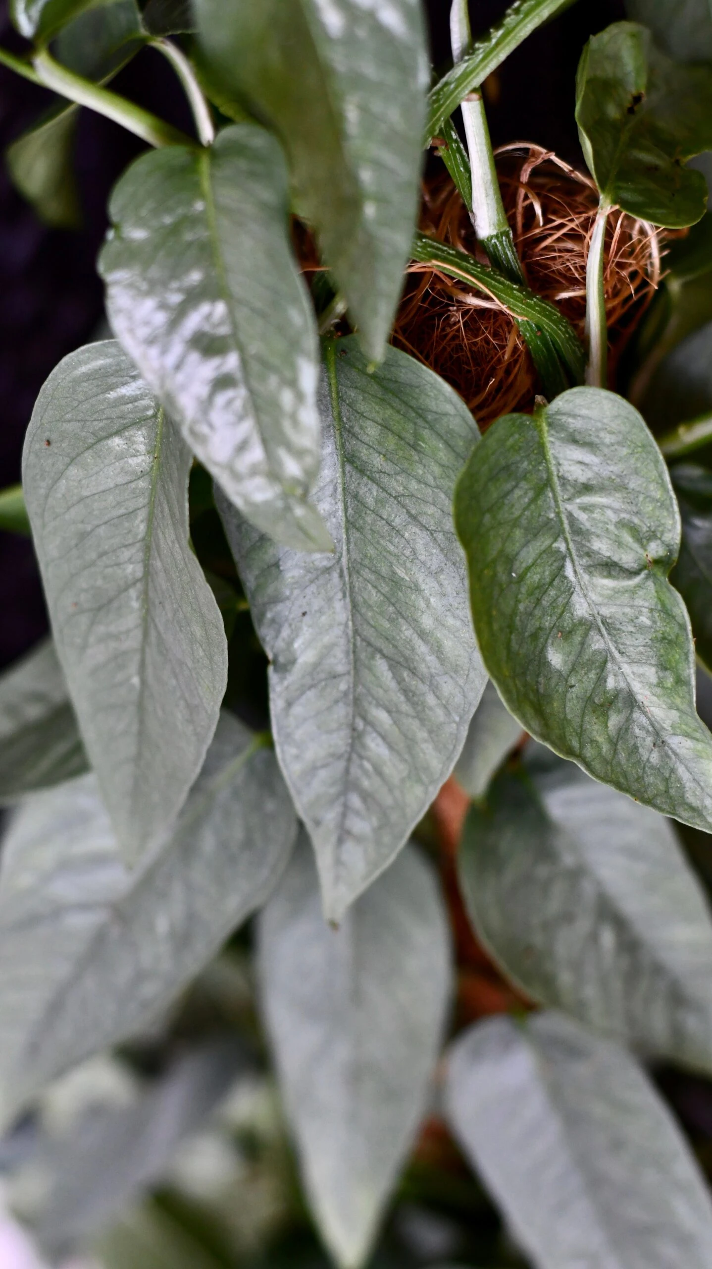 Cebu Blue On Moss Pole (Cebu Blue Pothos, Epipremnum Pinnatum) 2 Cebu Blue On Moss Pole (Cebu Blue Pothos, Epipremnum Pinnatum) - Image 2