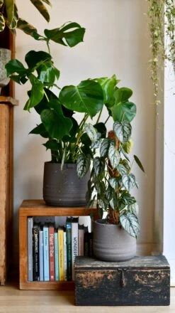 Slate Grey Stoneware Handle Planter (17cm) -Plant Sale Store DSC 1754