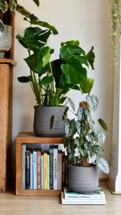 Slate Grey Stoneware Handle Planter (17cm) -Plant Sale Store DSC 1755