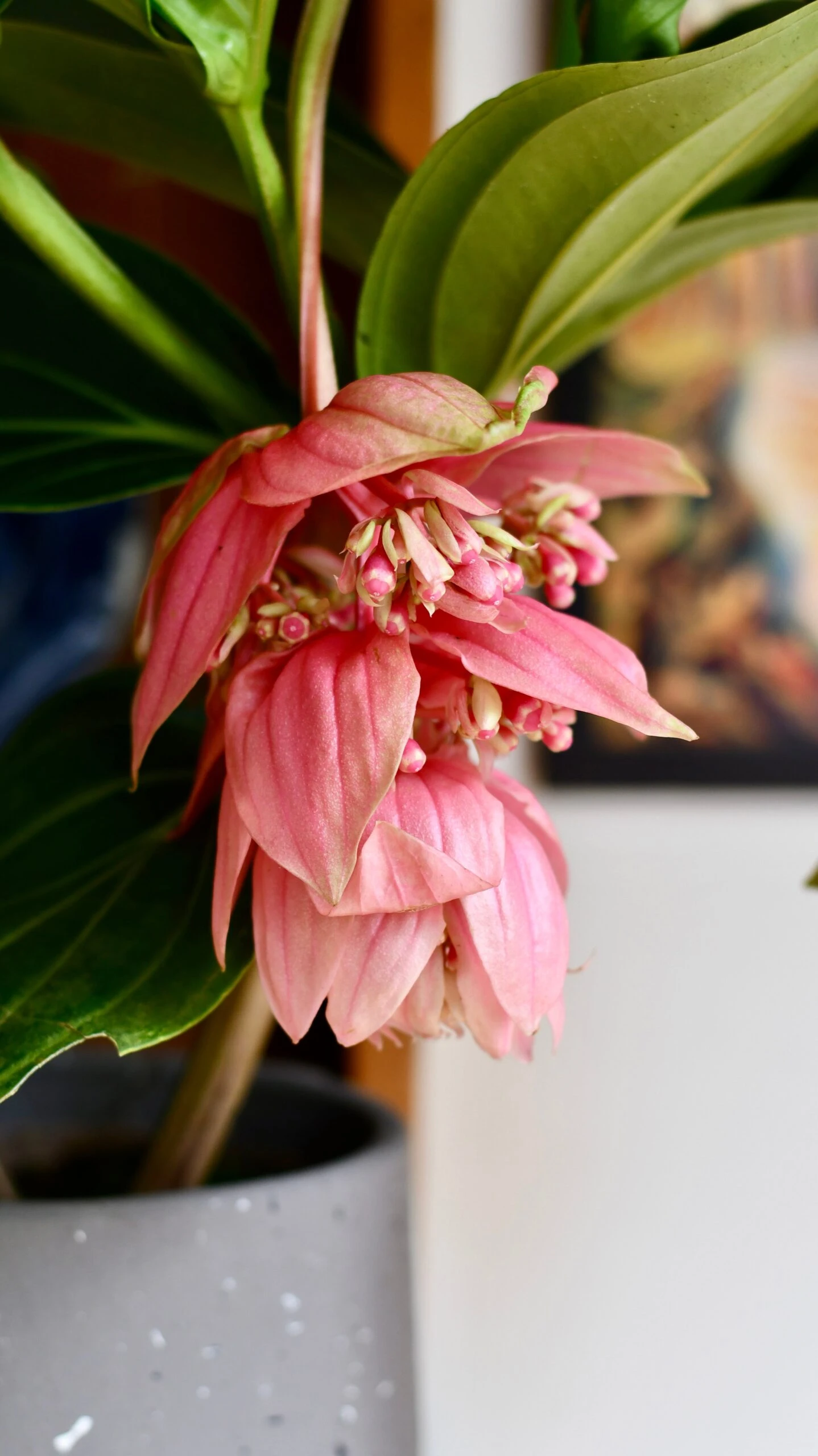 XL Medinilla Magnifica (Philippine Orchid) 3 XL Medinilla Magnifica (Philippine Orchid) - Image 3