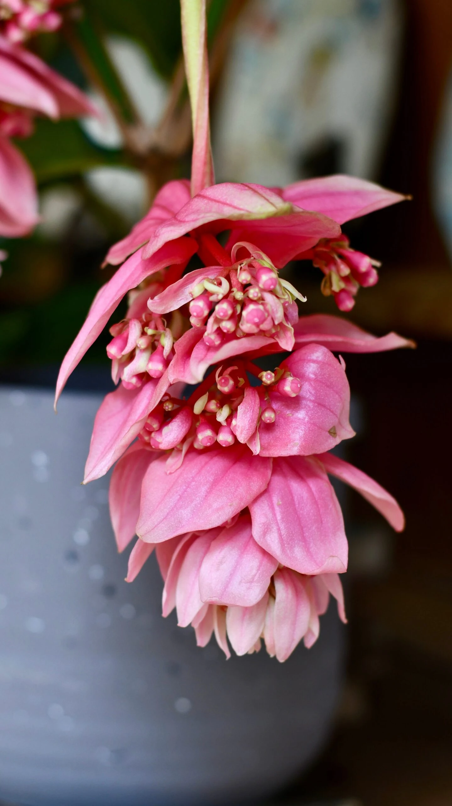 XL Medinilla Magnifica (Philippine Orchid) 2 XL Medinilla Magnifica (Philippine Orchid) - Image 2