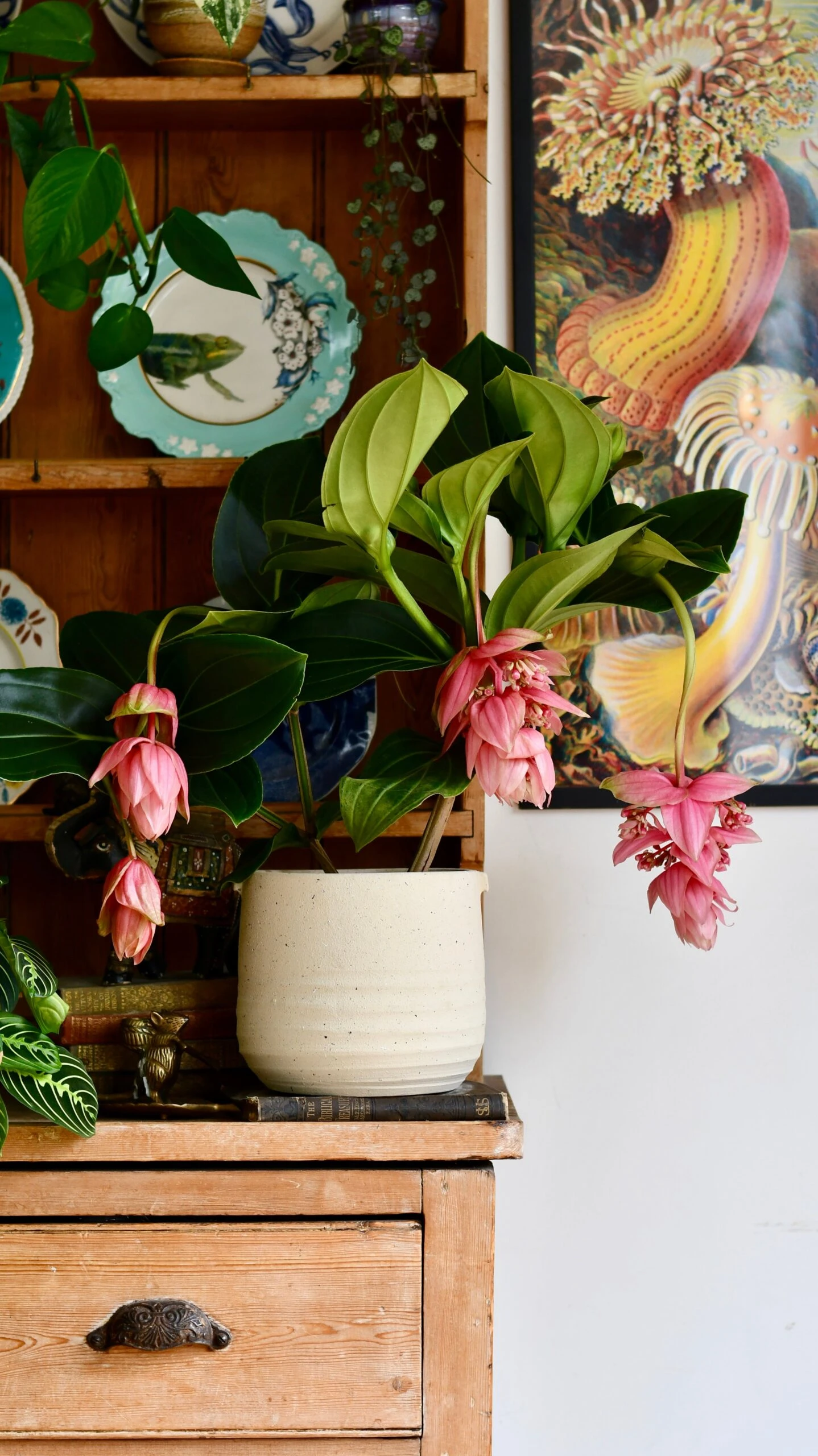 XL Medinilla Magnifica (Philippine Orchid) 4 XL Medinilla Magnifica (Philippine Orchid) - Image 4