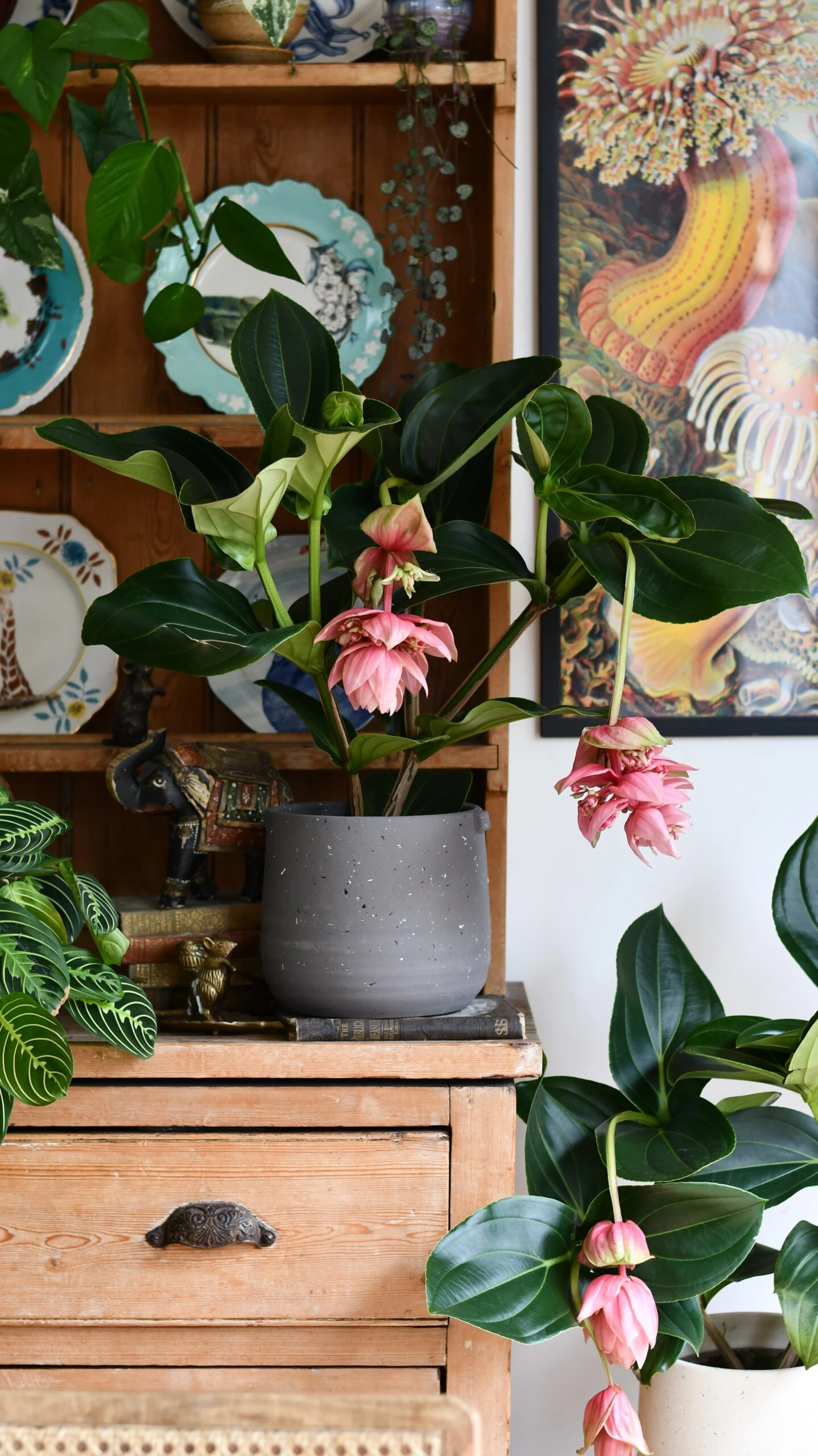 XL Medinilla Magnifica (Philippine Orchid) 7 XL Medinilla Magnifica (Philippine Orchid) - Image 7