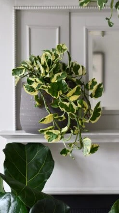 Epipremnum Njoy, Variegated Devils Ivy -Plant Sale Store DSC 1782