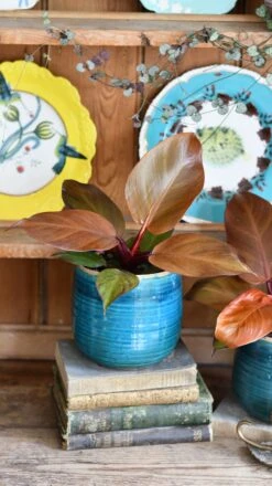 Philodendron Mccolley's Finale -Plant Sale Store DSC 1793