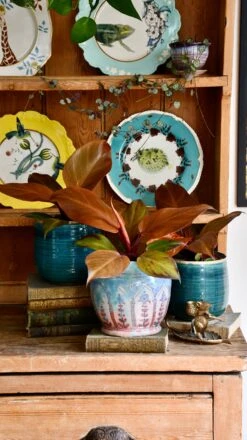 Philodendron Mccolley's Finale -Plant Sale Store DSC 1796