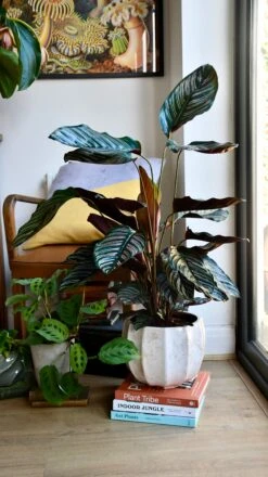 Calathea Ornata (pinstripe, Peacock, Zebra, Or Cathedral Plant)
