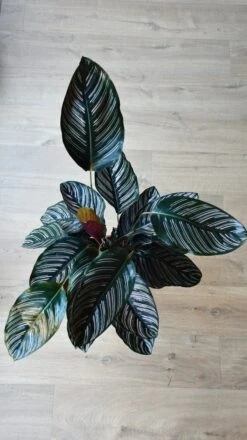 Calathea Ornata (pinstripe, Peacock, Zebra, Or Cathedral Plant) -Plant Sale Store DSC 1809