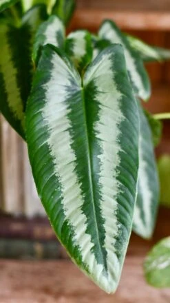 Schismatoglottis Wallichi 'Drop Tongue Plant' -Plant Sale Store DSC 1863