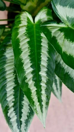 Schismatoglottis Wallichi 'Drop Tongue Plant' -Plant Sale Store DSC 1869