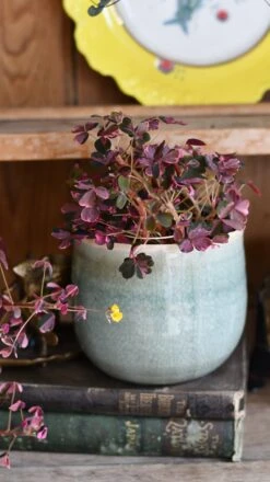 Oxalis Spiralis Vulcanicola 'Plum Crazy'
