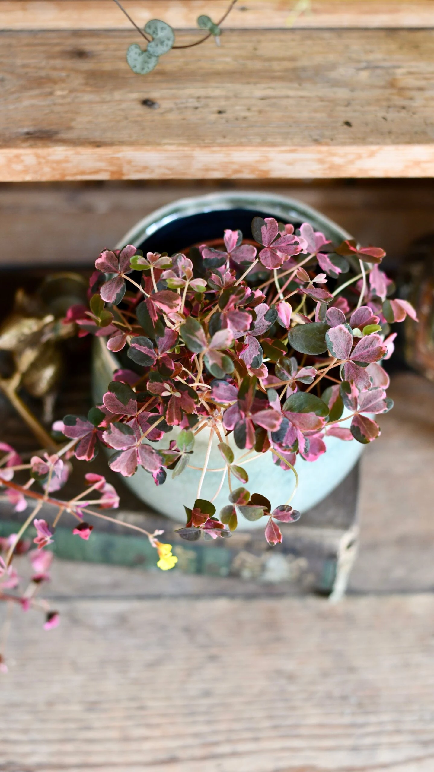 Oxalis Spiralis Vulcanicola 'Plum Crazy' 6 Oxalis Spiralis Vulcanicola 'Plum Crazy' - Image 6