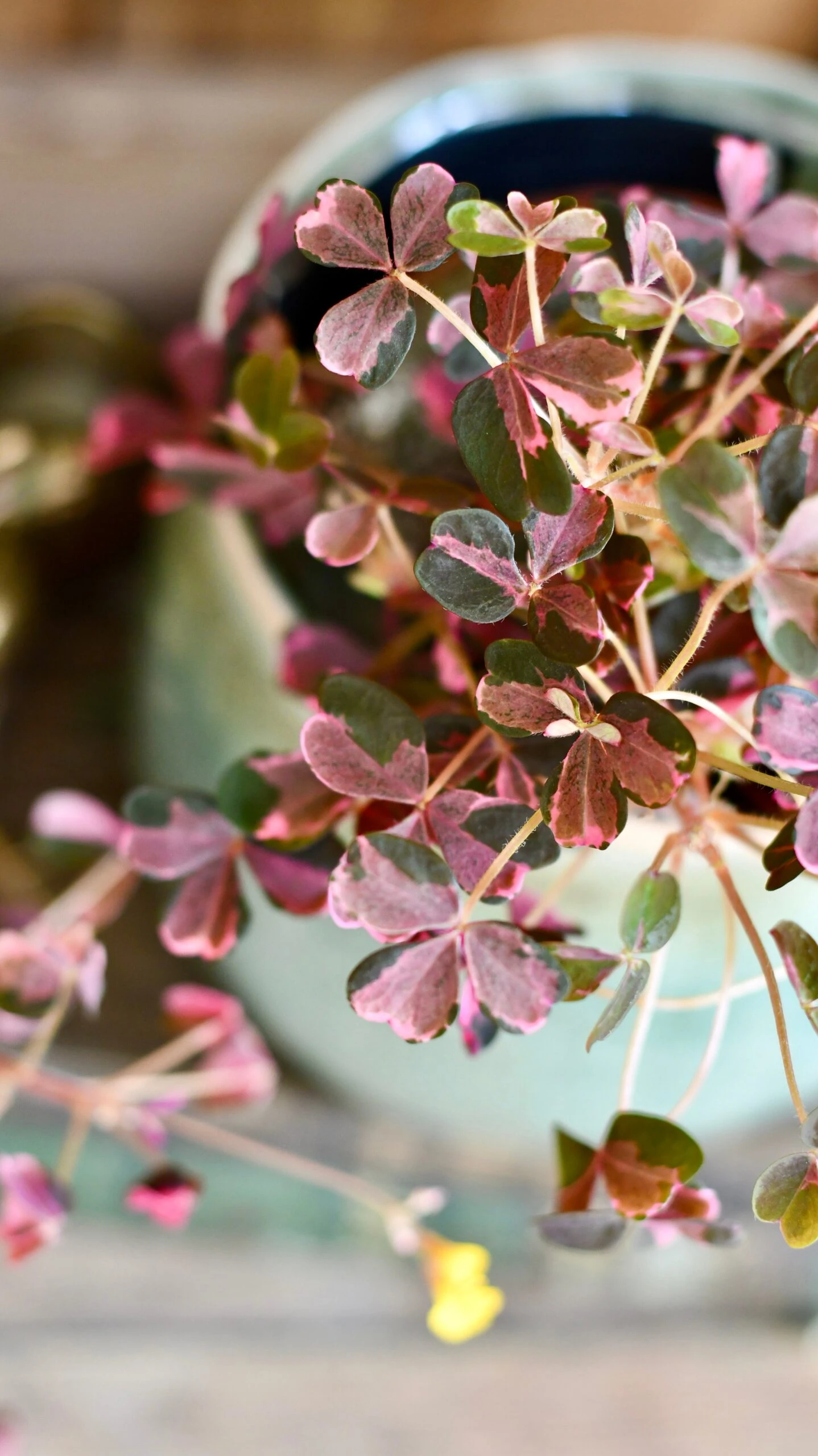 Oxalis Spiralis Vulcanicola 'Plum Crazy' 3 Oxalis Spiralis Vulcanicola 'Plum Crazy' - Image 3