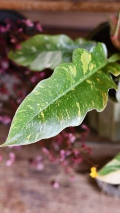Philodendron 'Ring Of Fire' 9 Philodendron 'Ring Of Fire' -Plant Sale Store DSC 1899