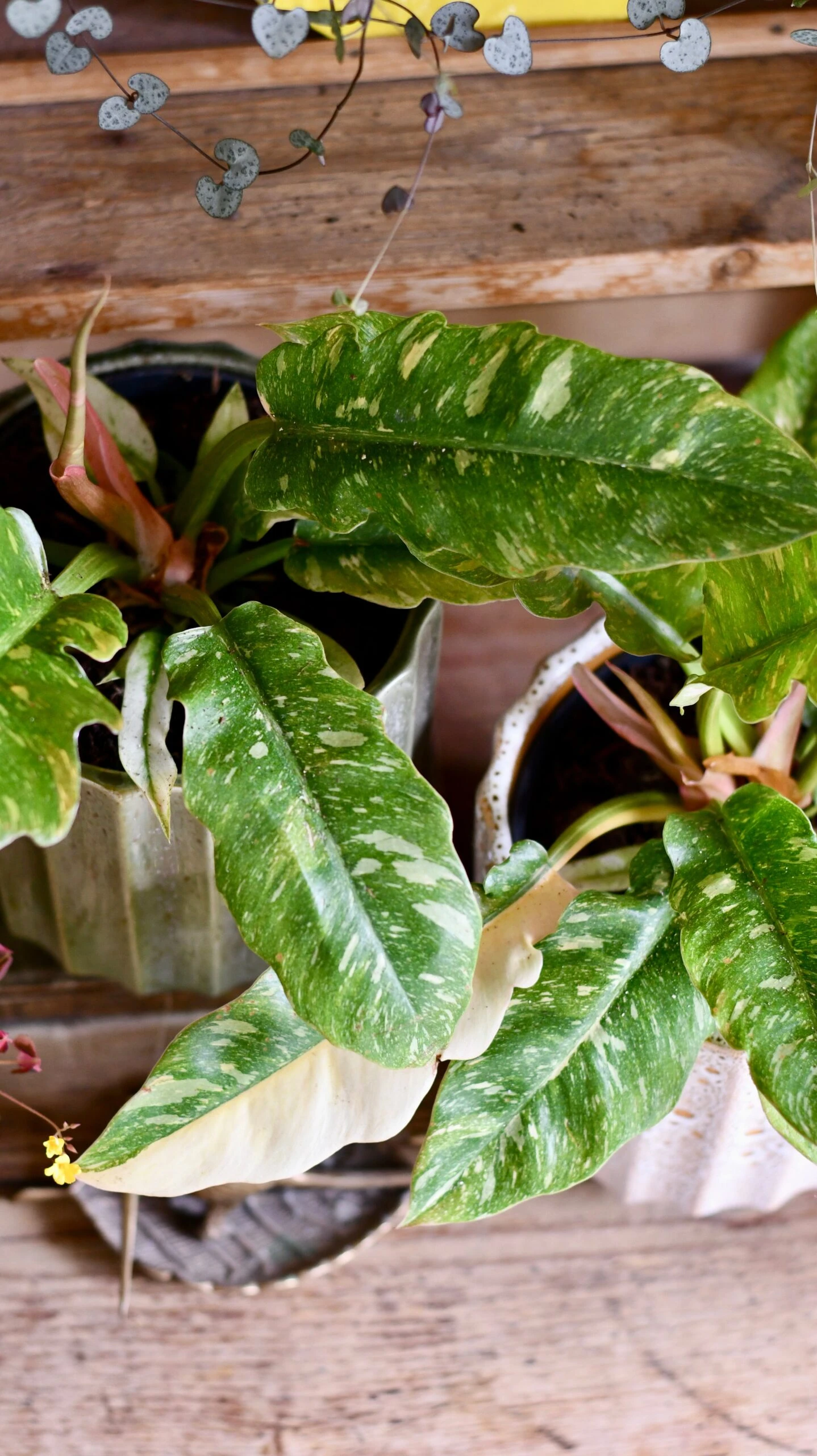 Philodendron 'Ring Of Fire' 2 Philodendron 'Ring Of Fire' - Image 2