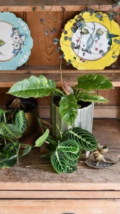 Philodendron 'Ring Of Fire'