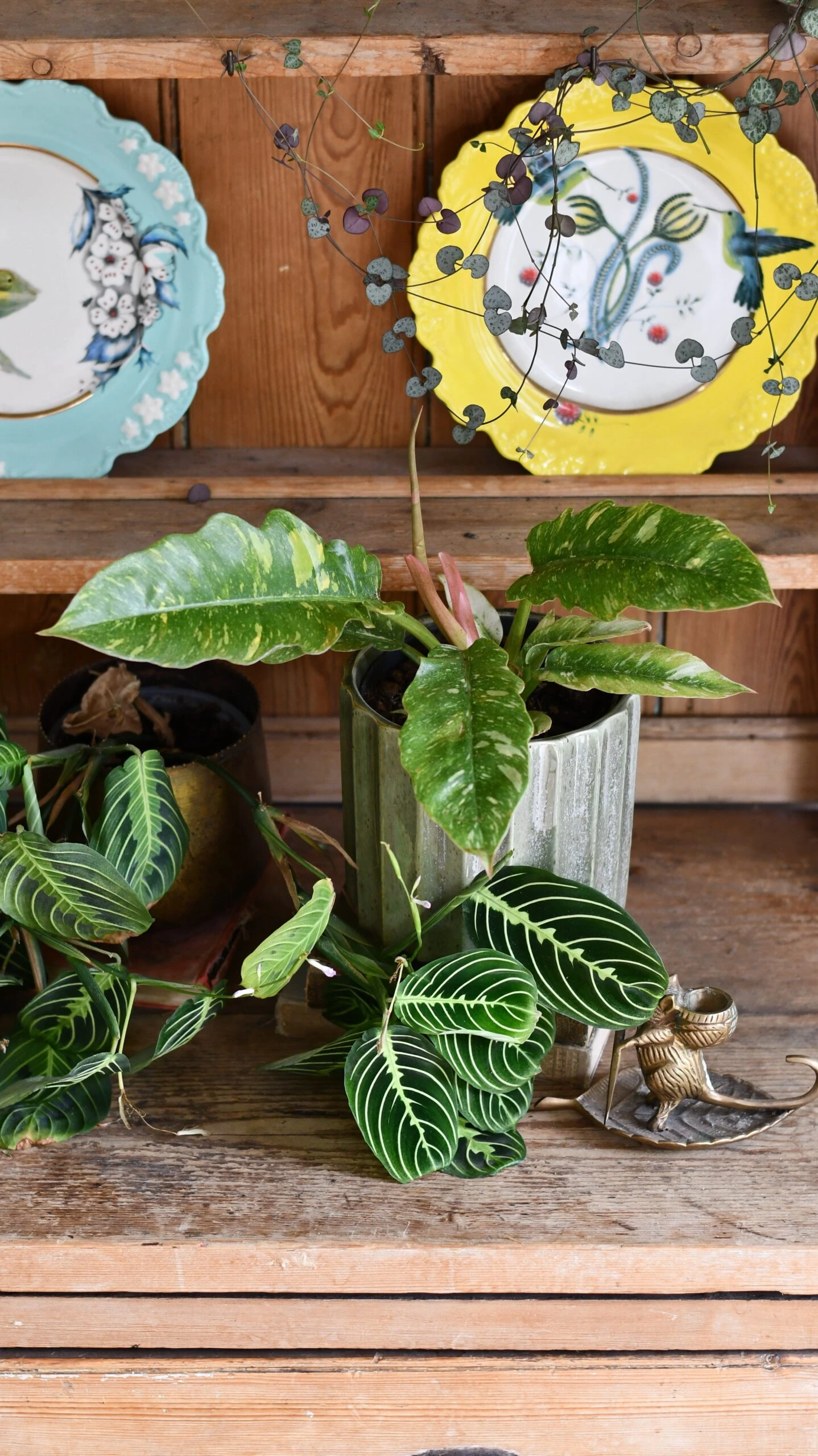 Philodendron 'Ring Of Fire' 1 Philodendron 'Ring Of Fire'