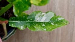 Philodendron 'Ring Of Fire' 12 Philodendron 'Ring Of Fire' -Plant Sale Store DSC 1912