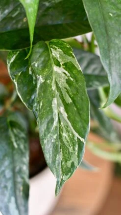 Epipremnum Pinnatum Variegated On Moss Pole | Variegated Pothos | Happy Houseplants 10 Epipremnum Pinnatum Variegated On Moss Pole | Variegated Pothos | Happy Houseplants -Plant Sale Store DSC 1917