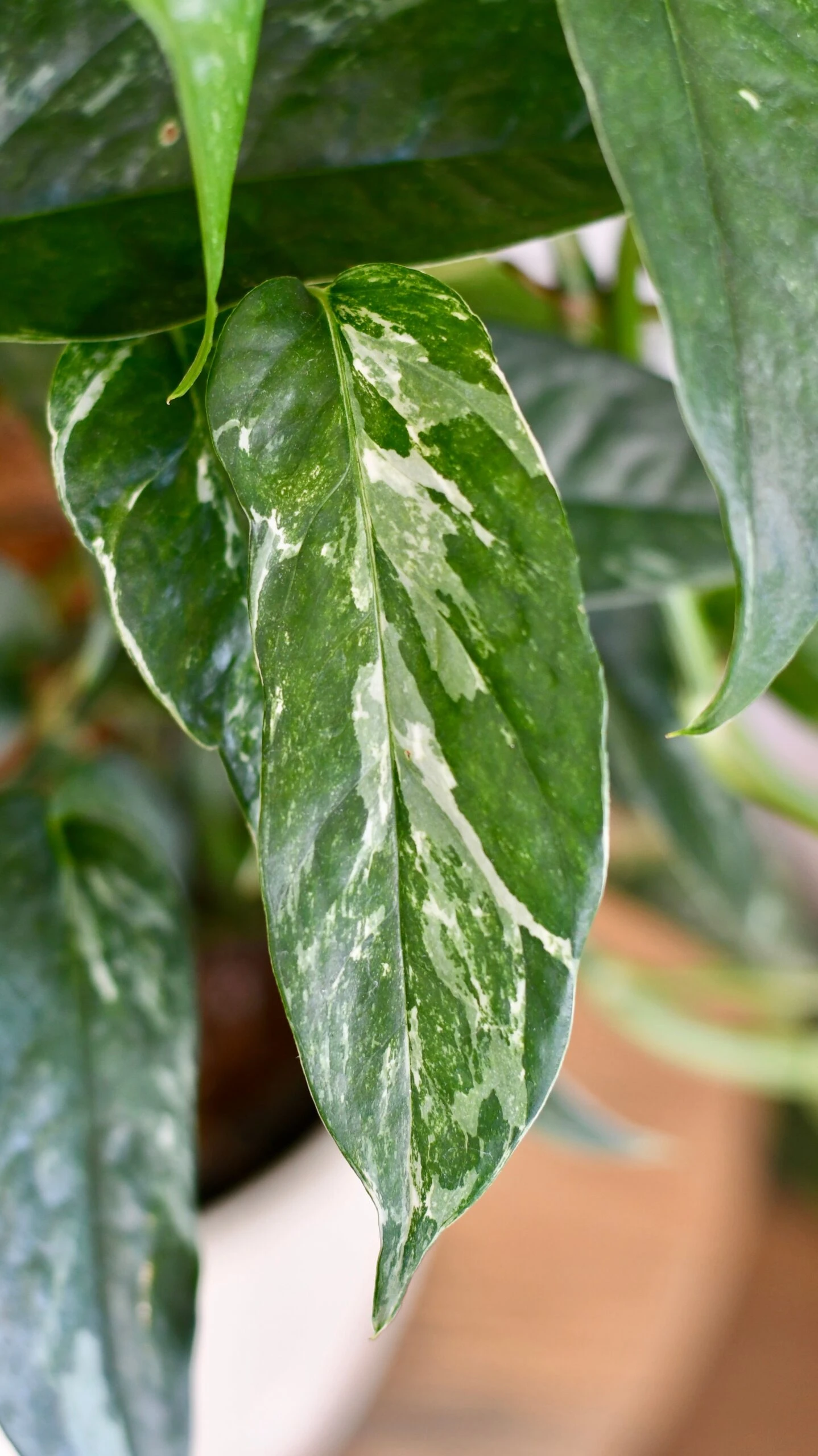 Epipremnum Pinnatum Variegated On Moss Pole | Variegated Pothos | Happy Houseplants 4 Epipremnum Pinnatum Variegated On Moss Pole | Variegated Pothos | Happy Houseplants - Image 4