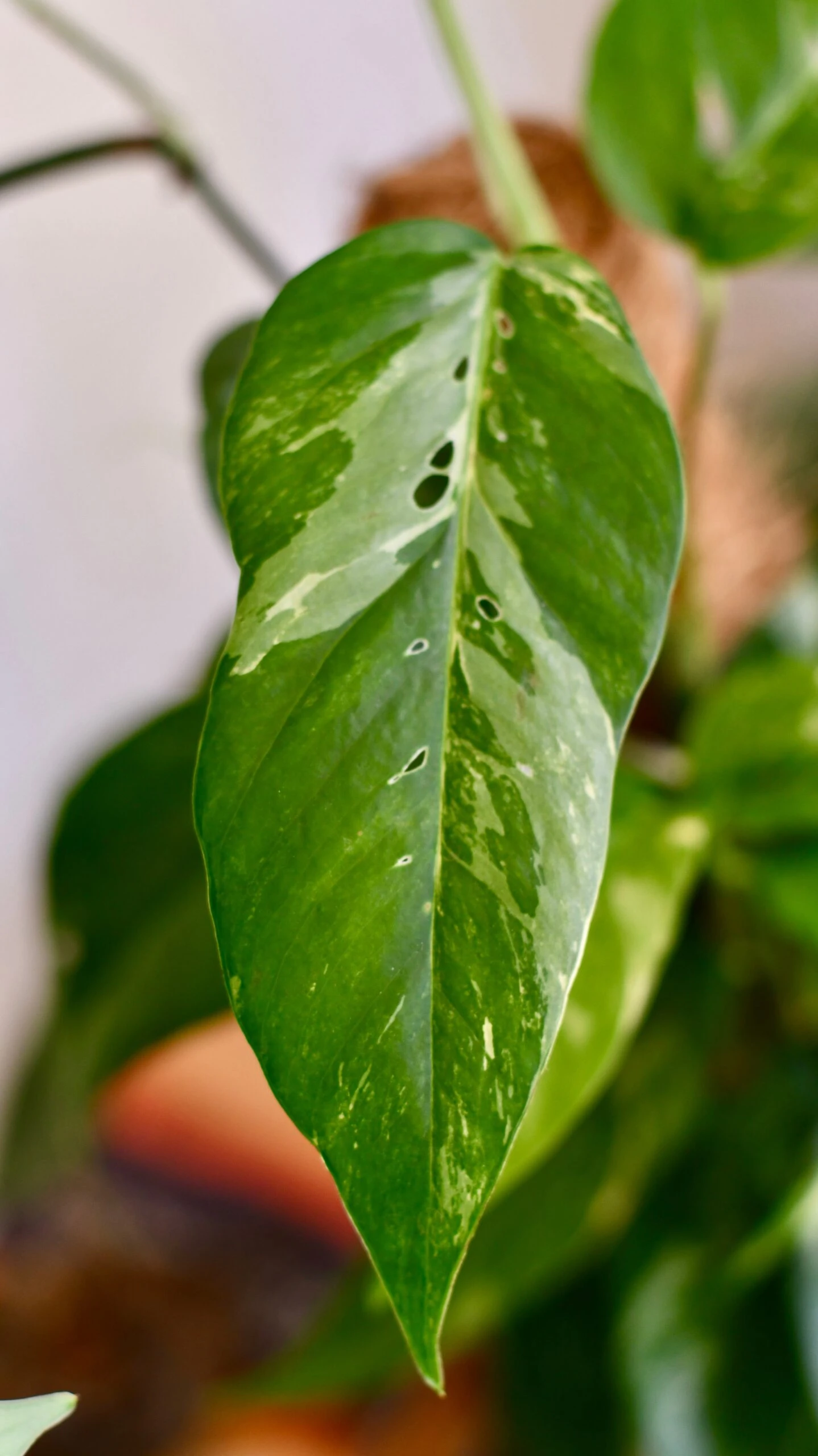 Epipremnum Pinnatum Variegated On Moss Pole | Variegated Pothos | Happy Houseplants 5 Epipremnum Pinnatum Variegated On Moss Pole | Variegated Pothos | Happy Houseplants - Image 5