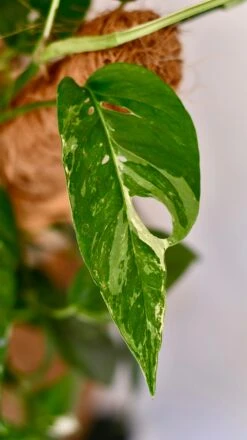 Epipremnum Pinnatum Variegated On Moss Pole | Variegated Pothos | Happy Houseplants 9 Epipremnum Pinnatum Variegated On Moss Pole | Variegated Pothos | Happy Houseplants -Plant Sale Store DSC 1919